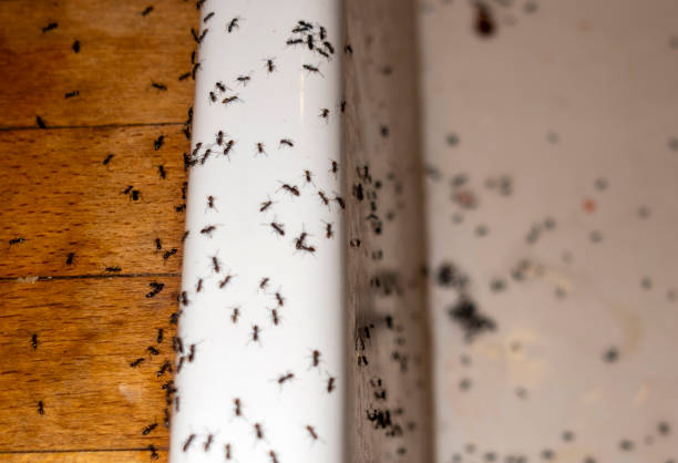 Best Pest Removal Services  in Wyong, MI